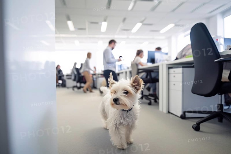 Small dog in office. KI generiert, generiert AI generated