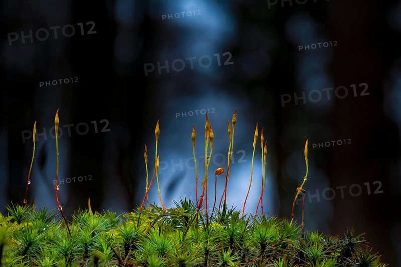 Beeches (Fagus) on moss in backlight with trees in the background, Mindelheim, Bavaria, Germany, Europe