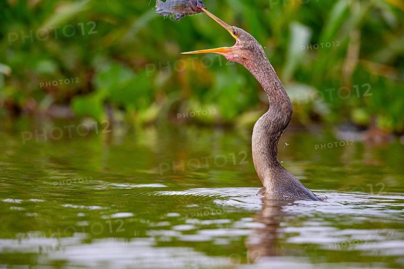 American darter (Anhinga anhinga) Pantanal Brazil