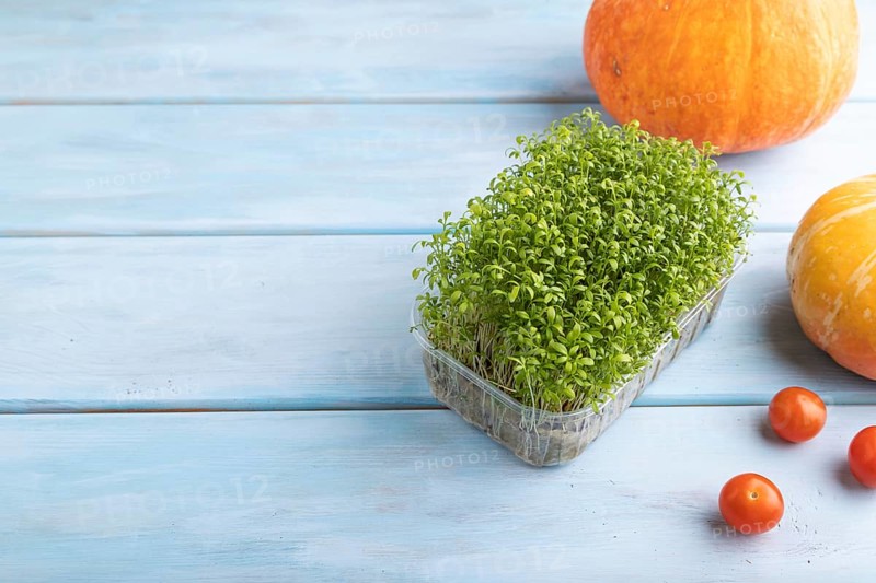 Microgreen sprouts of watercress with pumpkin on blue wooden background. Side view, copy space