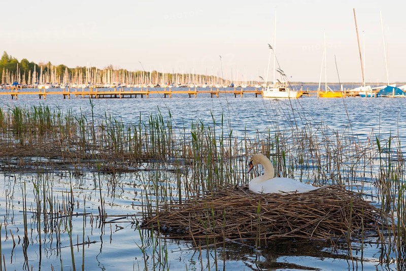 A mute swan (Cygnus olor) sits on a nest of reeds, reed cane (Phragmites australis) in a reed belt, reeds in the Steinhuder Meer, jetty and boats of the harbour of Steinhude in the background, Steinhuder Meer nature park Park, Lower Saxony, Germany, Europe