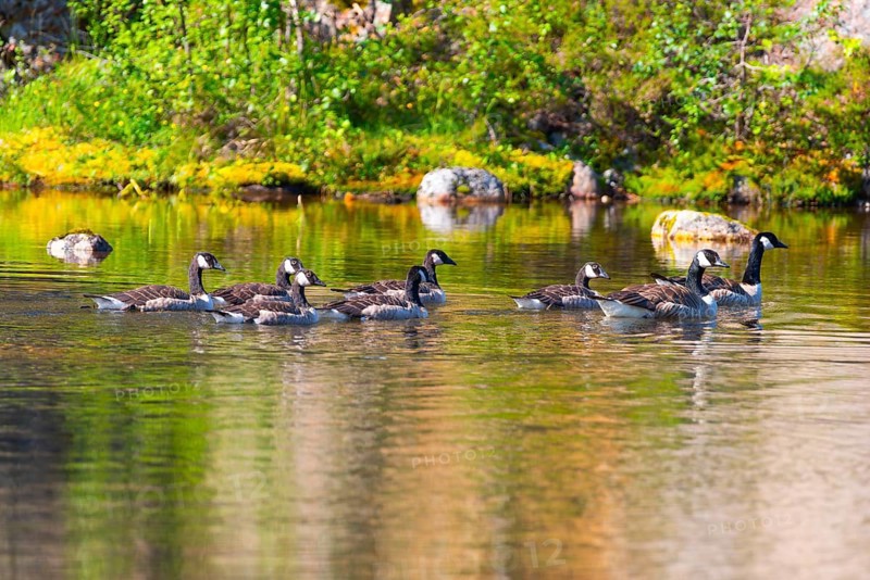 Canada goose (Branta canadensis), nature photograph, Edland, Vestfold, Norway, Europe