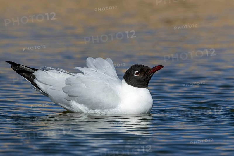 Andean gull