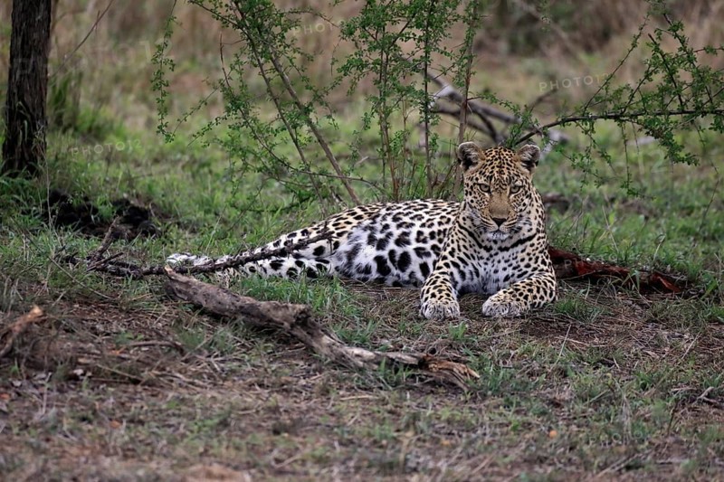Leopard (Panthera pardus), adult, observed, alert, lying, on ground, Sabi Sand Game Reserve, Kruger NP, Kruger National Park, South Africa, Africa