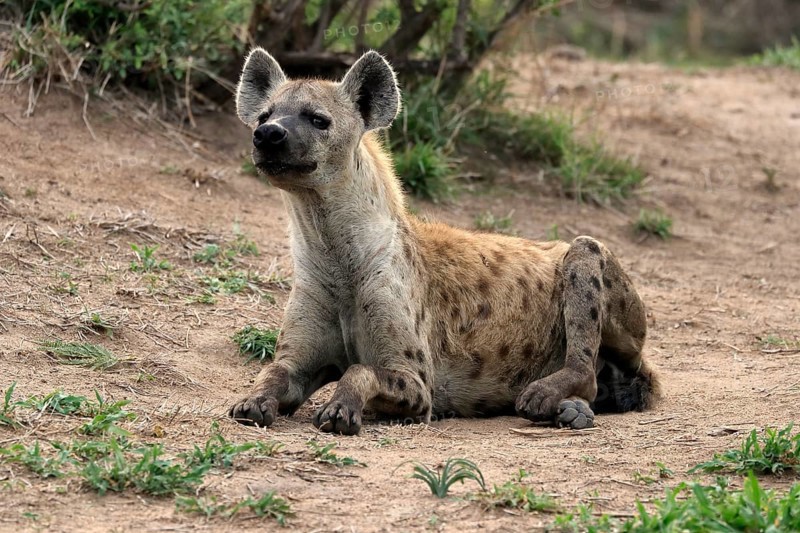 Spotted hyena (Crocuta crocuta), adult, sitting, observed, alert, Sabi Sand Game Reserve, Kruger National Park, Kruger National Park, South Africa, Africa