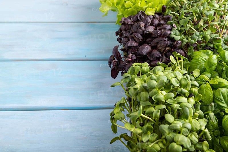 Set of boxes with microgreen sprouts of purple and green basil, sunflower, radish, sorrel, pea, lettuce on blue wooden background. Side view, copy space