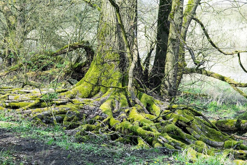Underwashed rootstocks of trees, board roots of a european white elm (Ulmus laevis), bright green moss in the forest next to a hiking trail, path, flushing fringe in the hardwood riparian forest on the Elbe near Hitzacker, Elbe Valley Biosphere Reserve, Lower Saxony, Germany, Europe