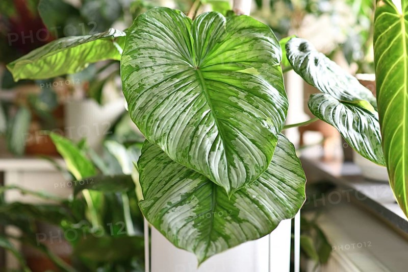 Beautiful tropical 'Philodendron Mamei' houseplant with large leaves with silver pattern
