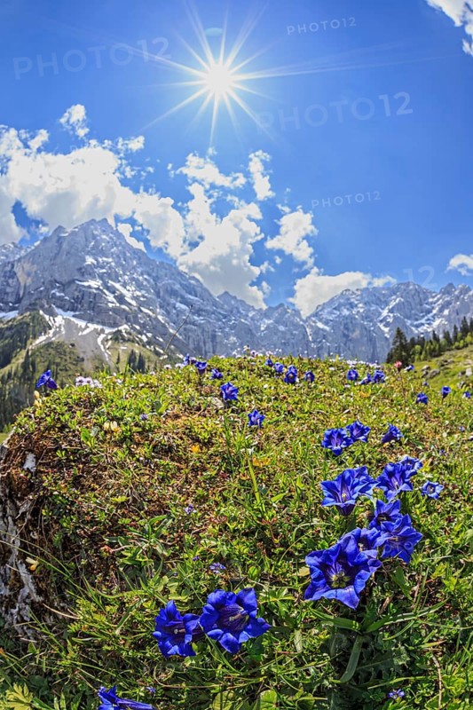 Blue gentian (Gentiana alpina) with sun star in front of mountains, spring, Karwendel Mountains, Tyrol, Austria, Europe