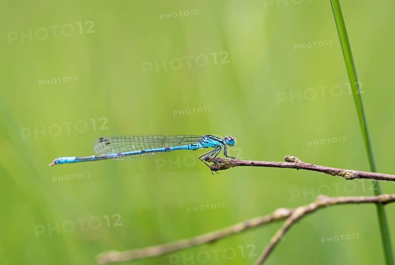 Azure damselfly (Coenagrion puella), mature male sitting on a dry branch, blurred green background, macro photo, close-up, Pietzmoor, Lueneburg Heath Nature Reserve, Schneverdingen, Lower Saxony, Germany, Europe