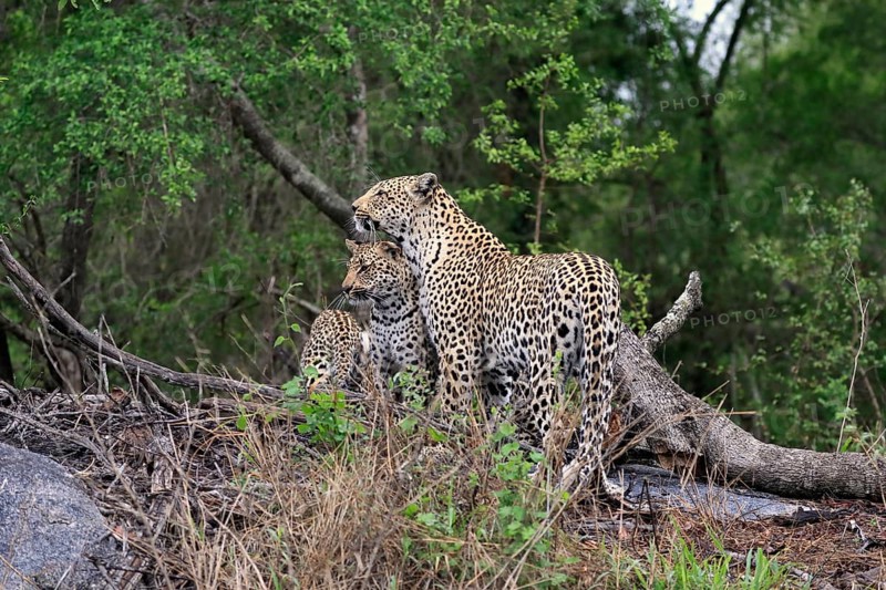 Leopard (Panthera pardus), adult with young, observed, social behaviour, Sabi Sand Game Reserve, Kruger NP, Kruger National Park, South Africa, Africa