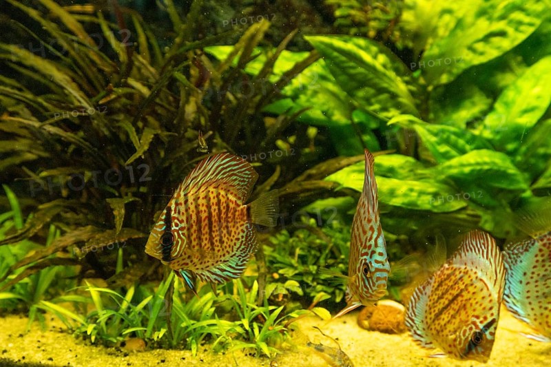 Colorful Discus fish floating in the aquarium with decorative water plants background