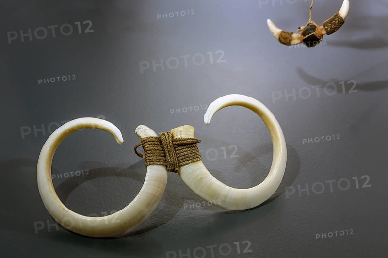 South Sea jewellery, wild boar tusker, South Sea collection, Obergünzburg, Allgäu, Bavaria, Germany, Europe