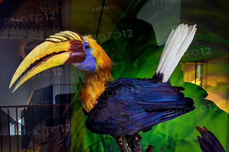 Hornbill (Bucerotidae), South Sea Collection, Obergünzburg, Allgäu, Bavaria, Germany, Europe