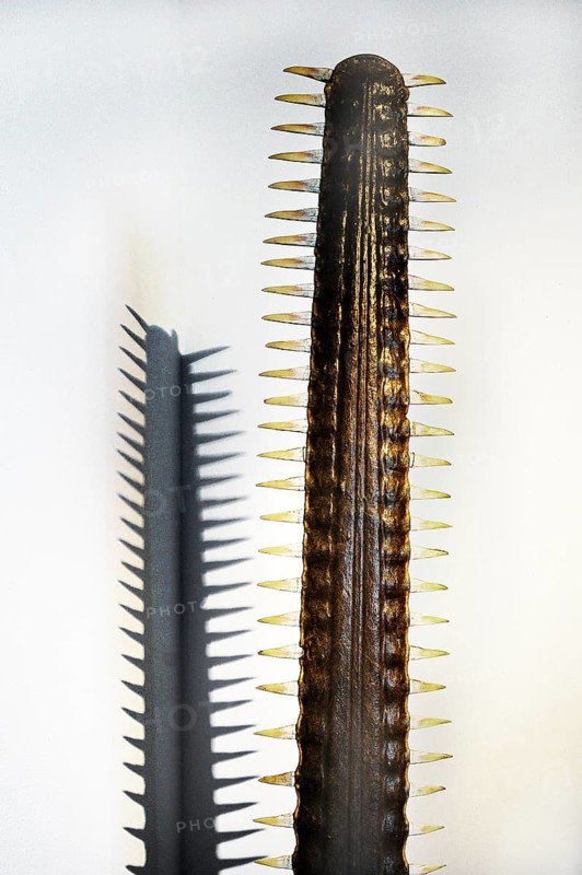 Rostrum of sawfish, South Sea Collection, Obergünzburg, Allgäu, Bavaria, Germany, Europe