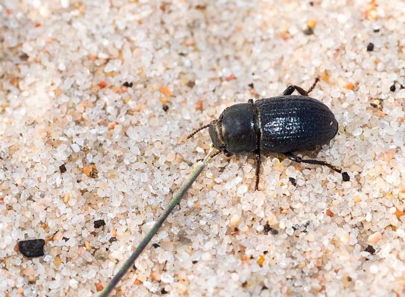 Dune black beetle (Phylan gibbus) on sandy ground with visible grain details, macro photo, close-up, nature reserve Dünenheide, island Hiddensee, Mecklenburg-Western Pomerania, Germany, Europe