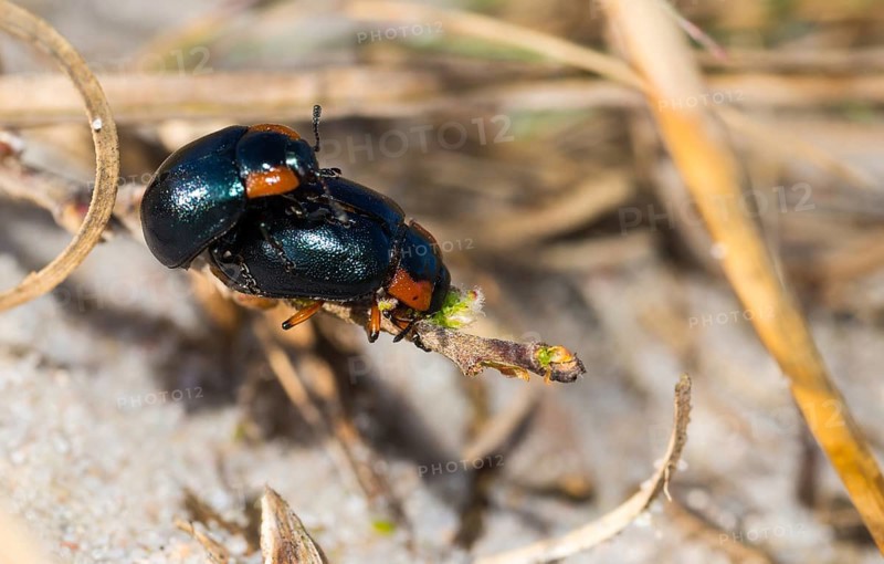 Leaf beetle species (Chrysomela collaris) on a branch of creeping willow (Salix repens), mating, macro photo, close-up, Dünenheide nature reserve, Hiddensee Island, Mecklenburg-Western Pomerania, Germany, Europe