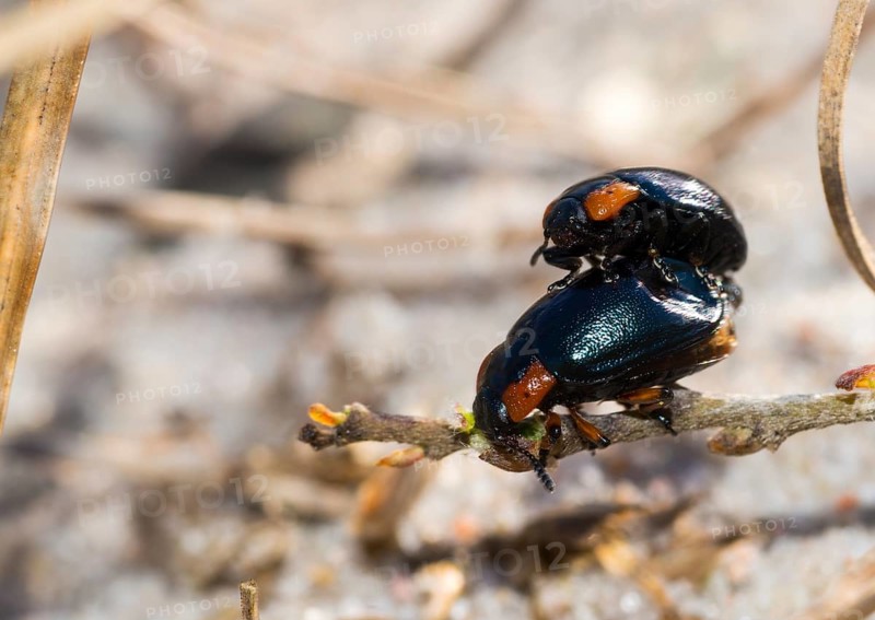 Leaf beetle species (Chrysomela collaris) on a branch of creeping willow (Salix repens), mating, macro photo, close-up, Dünenheide nature reserve, Hiddensee Island, Mecklenburg-Western Pomerania, Germany, Europe