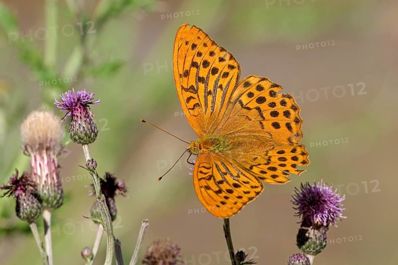 Silver-washed fritillary (Argynnis paphia), Gahlen, North Rhine-Westphalia, Germany, Europe
