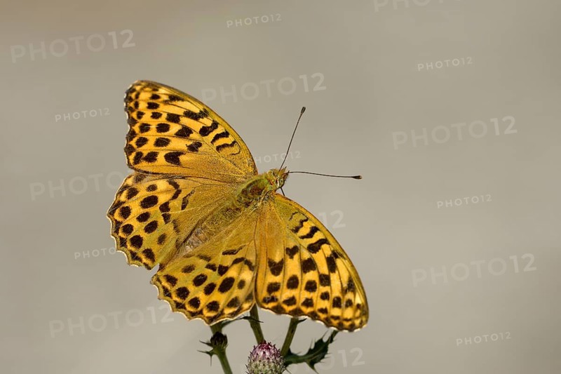 Silver-washed fritillary (Argynnis paphia), Gahlen, North Rhine-Westphalia, Germany, Europe