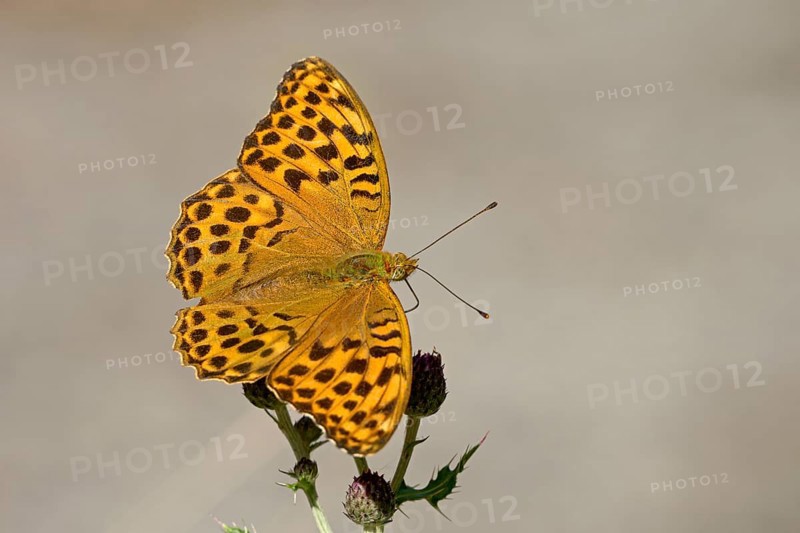 Silver-washed fritillary (Argynnis paphia), Gahlen, North Rhine-Westphalia, Germany, Europe