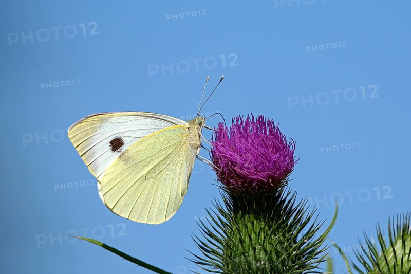 Large cabbage white butterfly (Pieris brassica), foraging, on a thistle, against blue sky, Gahlen, North Rhine-Westphalia, Germany, Europe