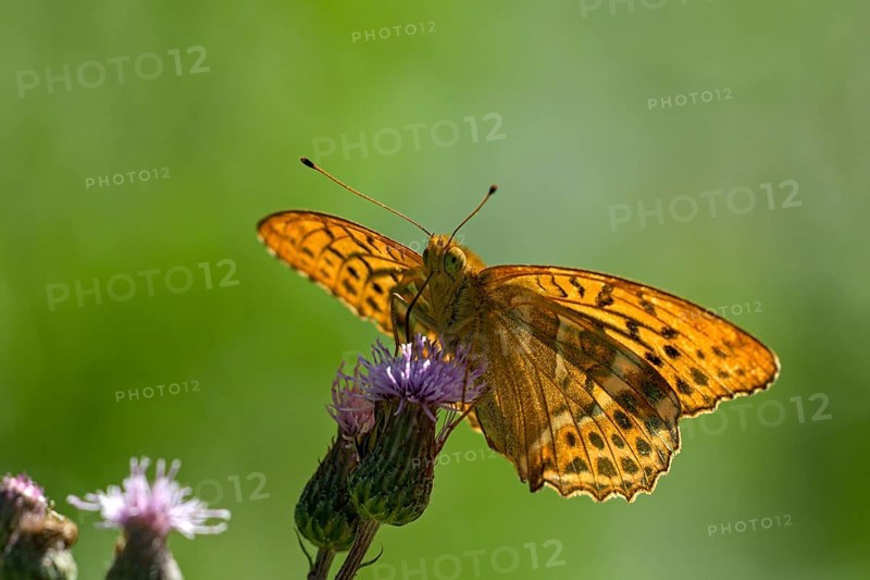 Silver-washed fritillary (Argynnis paphia), foraging, backlit, Gahlen, North Rhine-Westphalia, Germany, Europe