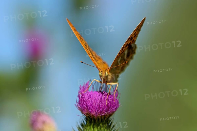 Silver-washed fritillary (Argynnis paphia), foraging on a thistle, Gahlen, North Rhine-Westphalia, Germany, Europe