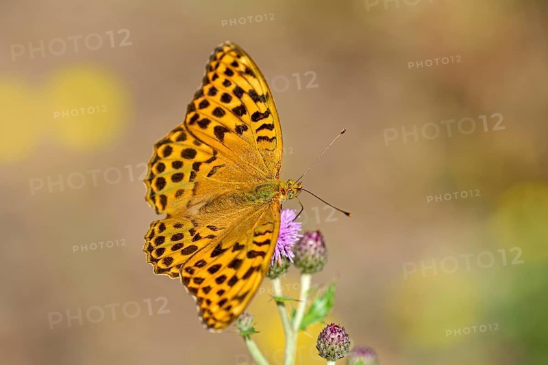 Silver-washed fritillary (Argynnis paphia), foraging on a thistle, Gahlen, North Rhine-Westphalia, Germany, Europe