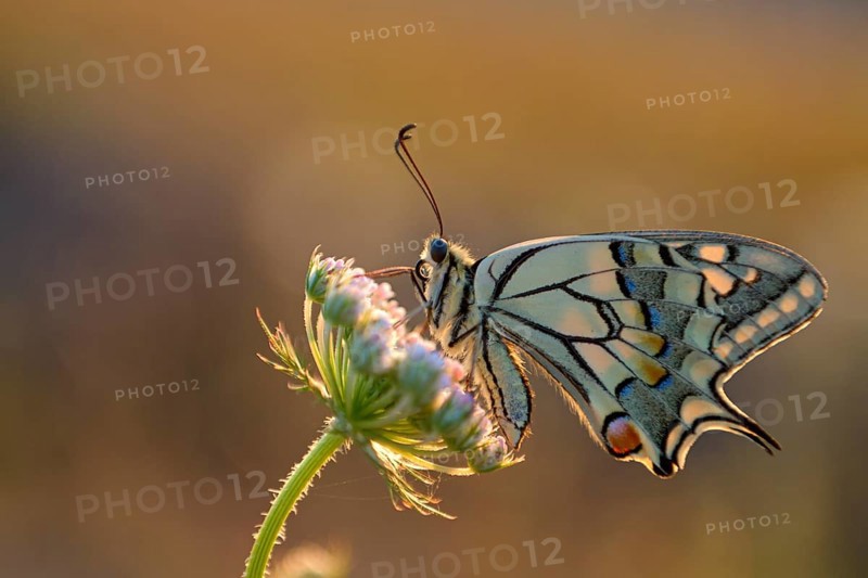 Swallowtail (Papilio machaon), at the roost, shortly after sunrise, backlit, Bottrop, Ruhr area, North Rhine-Westphalia, Germany, Europe