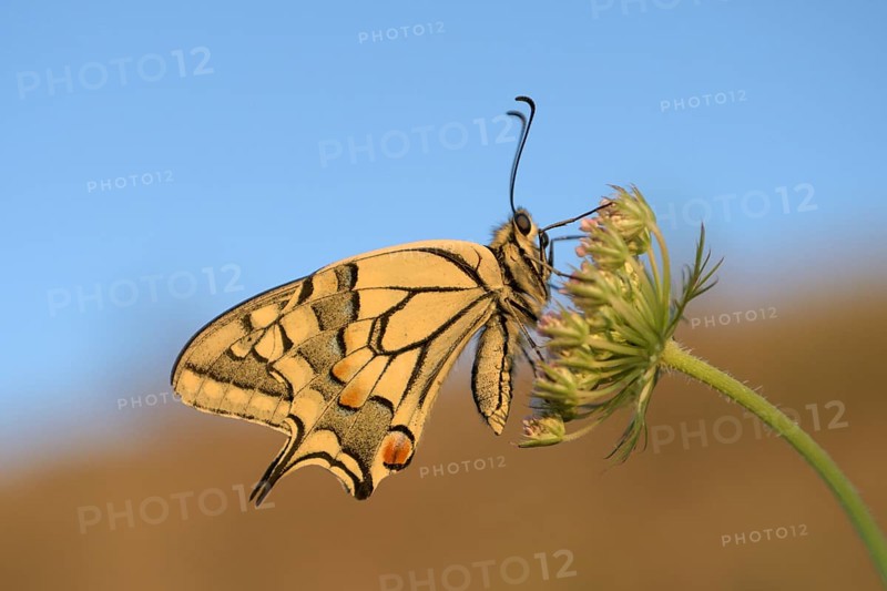 Swallowtail (Papilio machaon), at roost, shortly after sunrise, against blue sky, Bottrop, Ruhr area, North Rhine-Westphalia, Germany, Europe