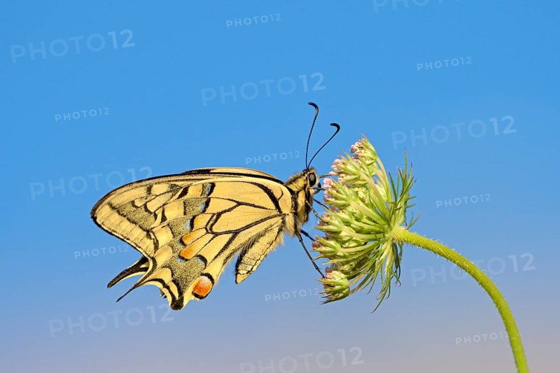 Swallowtail (Papilio machaon), at roost, shortly after sunrise, against blue sky, Bottrop, Ruhr area, North Rhine-Westphalia, Germany, Europe