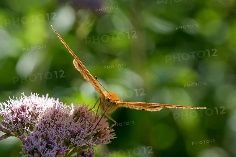 Silver-washed fritillary (Argynnis paphia), foraging, backlit, Gahlen, North Rhine-Westphalia, Germany, Europe