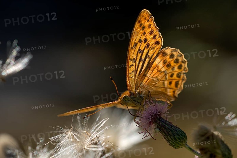 Silver-washed fritillary (Argynnis paphia), foraging, backlit, Gahlen, North Rhine-Westphalia, Germany, Europe