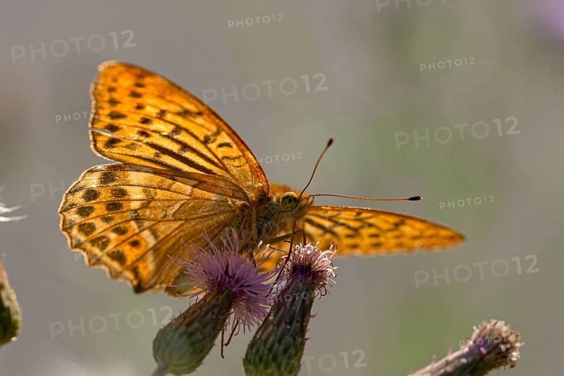 Silver-washed fritillary (Argynnis paphia), foraging, backlit, Gahlen, North Rhine-Westphalia, Germany, Europe