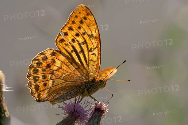 Silver-washed fritillary (Argynnis paphia), foraging, backlit, Gahlen, North Rhine-Westphalia, Germany, Europe