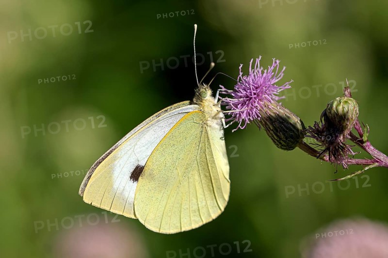 Large cabbage white butterfly (Pieris brassica), foraging on a thistle, Gahlen, North Rhine-Westphalia, Germany, Europe