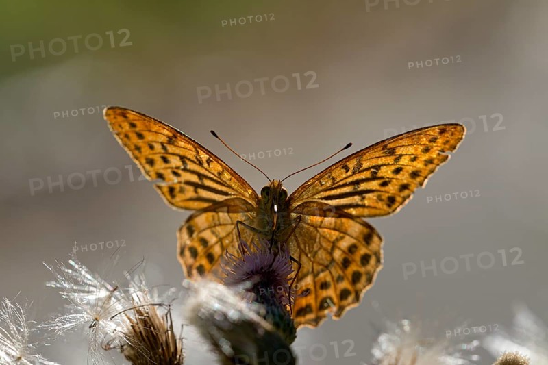 Silver-washed fritillary (Argynnis paphia), foraging, backlit, Gahlen, North Rhine-Westphalia, Germany, Europe