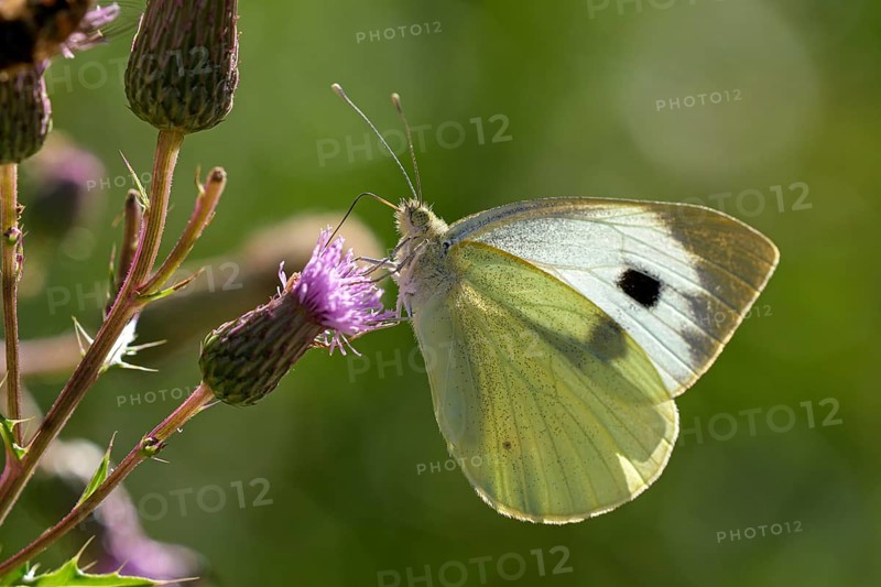 Large cabbage white butterfly (Pieris brassica), foraging on a thistle, Gahlen, North Rhine-Westphalia, Germany, Europe