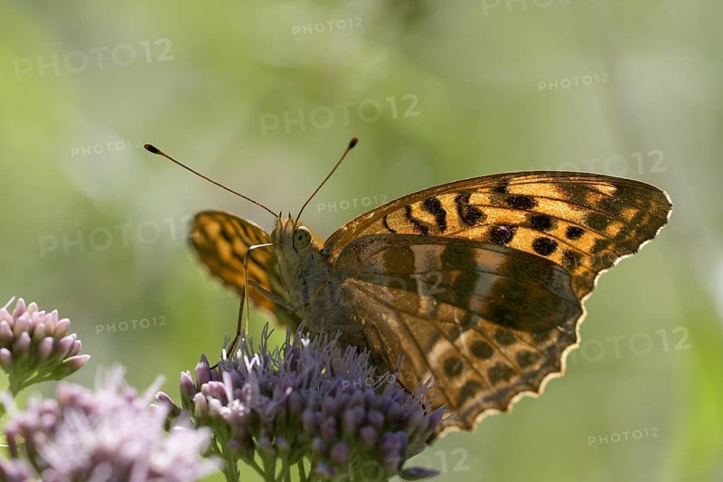 Silver-washed fritillary (Argynnis paphia), foraging, backlit, Gahlen, North Rhine-Westphalia, Germany, Europe