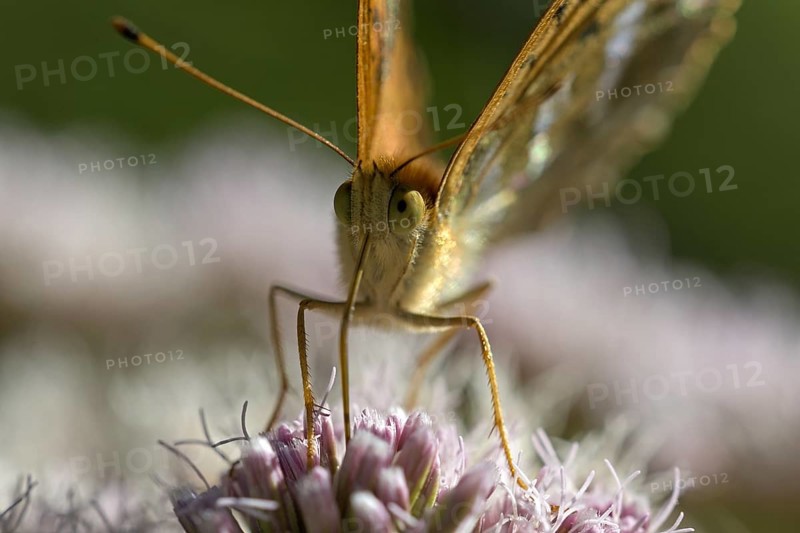 Silver-washed fritillary (Argynnis paphia), portrait, foraging, Gahlen, North Rhine-Westphalia, Germany, Europe