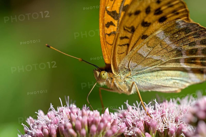 Silver-washed fritillary (Argynnis paphia), portrait, foraging, Gahlen, North Rhine-Westphalia, Germany, Europe