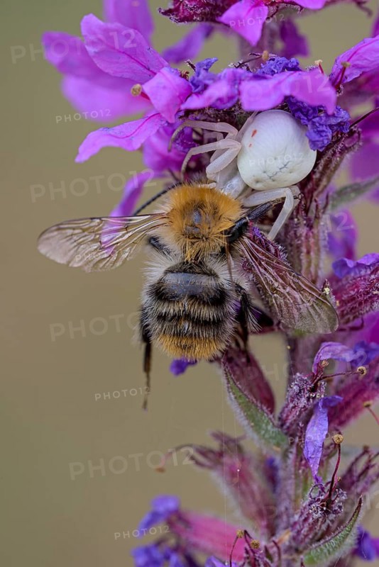 Goldenrod crab spider (Misumena vatia), female, with captured bee, Oberhausen, Ruhr area, North Rhine-Westphalia, Germany, Europe