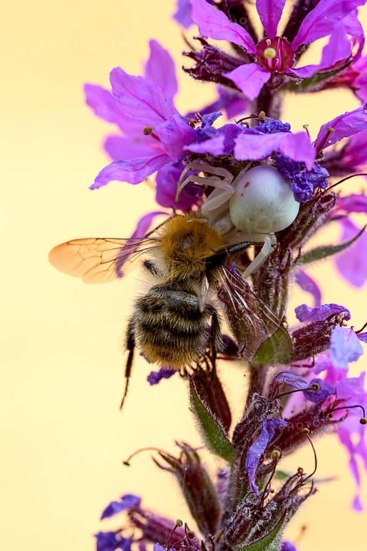 Goldenrod crab spider (Misumena vatia), female, with captured bee, Oberhausen, Ruhr area, North Rhine-Westphalia, Germany, Europe