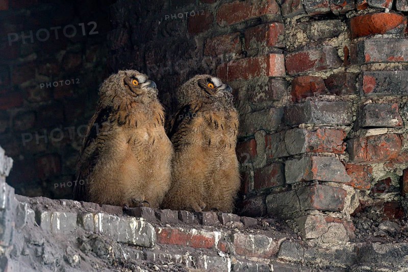 Eurasian eagle-owl (Bubo bubo), young birds after leaving the nest, breeding site is the Malakowturm of the Ewald colliery, Herten, Ruhr area, North Rhine-Westphalia, Germany, Europe