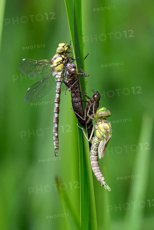 Southern hawker (Aeshna cyanea), freshly hatched dragonflies, with larval skin, Oberhausen, Ruhr area, North Rhine-Westphalia, Germany, Europe