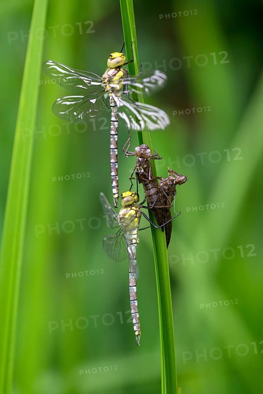 Southern hawker (Aeshna cyanea), freshly hatched dragonflies, with larval skin, Oberhausen, Ruhr area, North Rhine-Westphalia, Germany, Europe