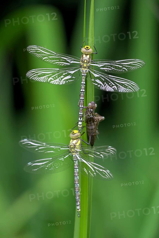 Southern hawker (Aeshna cyanea), freshly hatched dragonflies, with larval skin, Oberhausen, Ruhr area, North Rhine-Westphalia, Germany, Europe