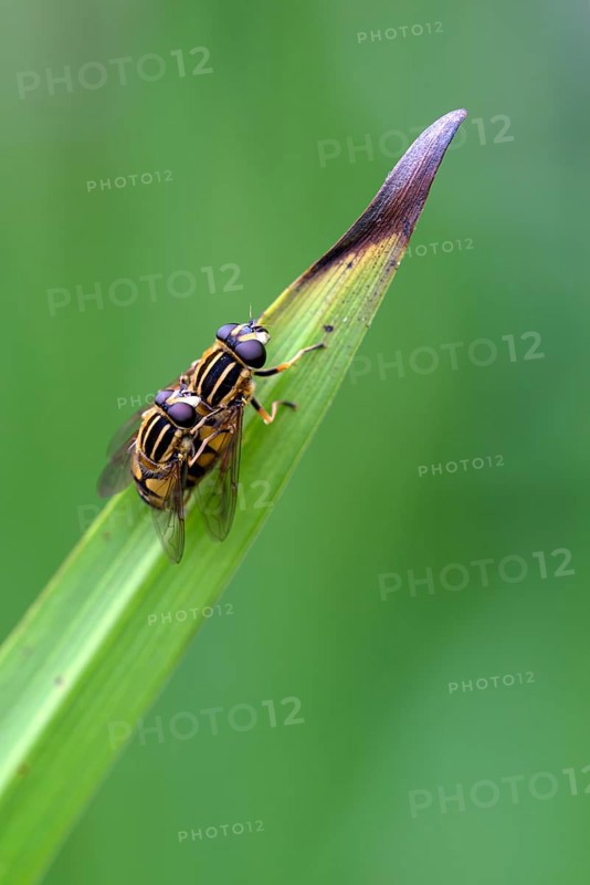 Dangling sunlover (Helophilus pendulus), pair during copulation, Oberhausen, Ruhr area, North Rhine-Westphalia, Germany, Europe