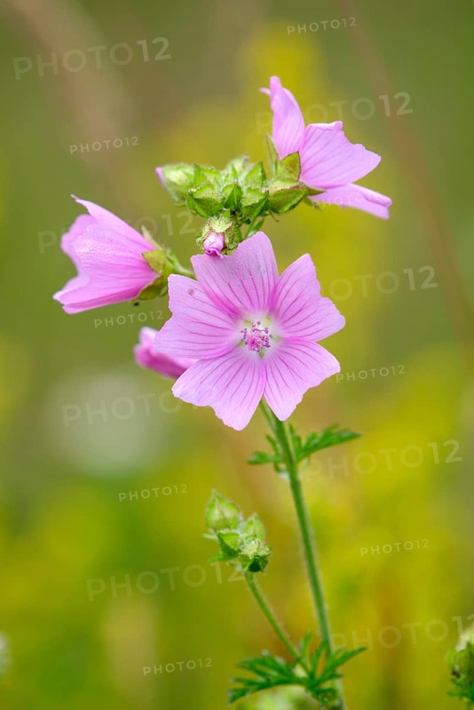 Greater musk-mallow (Malva alcea), flowers, on a wild meadow, Nettetal, North Rhine-Westphalia, Germany, Europe